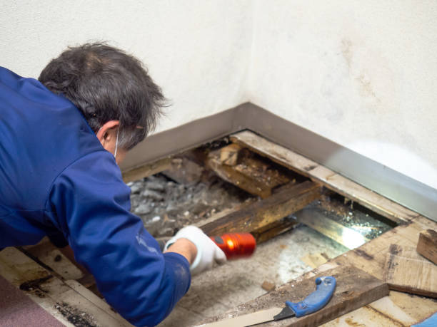 Best Preventive Mold Services in La Mesa, CA