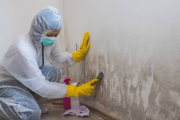 Trusted La Mesa, CA Mold Remediation Experts