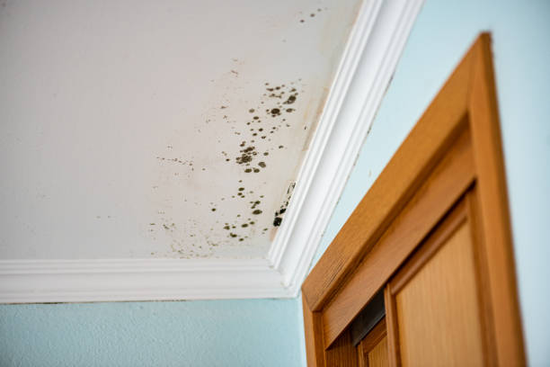 Best Mold Remediation for Schools in La Mesa, CA