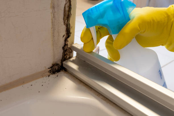 Best Mold Remediation for Specific Building Types in La Mesa, CA