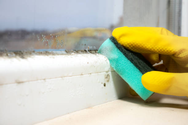 Best White Mold Remediation in La Mesa, CA