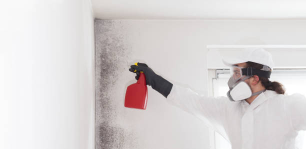 Best Health and Safety Mold Remediation in La Mesa, CA