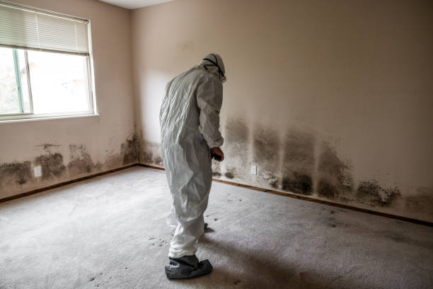 Best Commercial Mold Remediation in La Mesa, CA