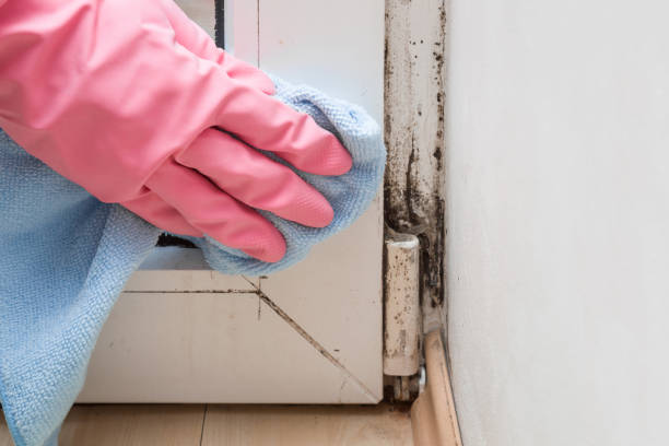 Best Emergency Mold Remediation in La Mesa, CA