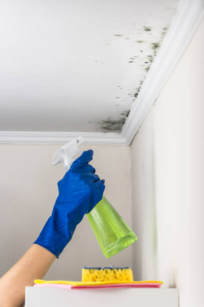 Best Insurance-Related Mold Remediation in La Mesa, CA